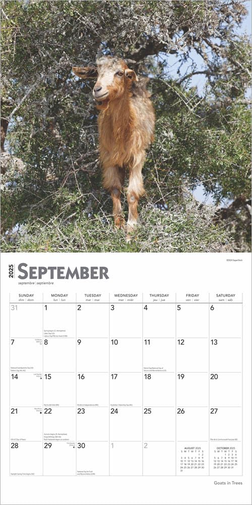 Goats In Trees 2025 Wall Calendar 9781975477059_3