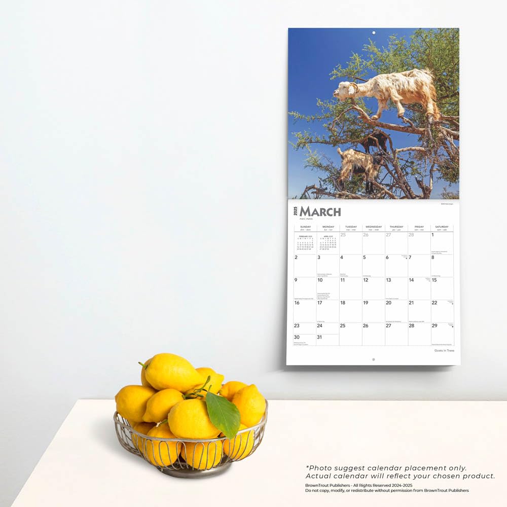 Goats In Trees 2025 Wall Calendar 9781975477059_4
