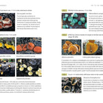 Mushrooms Of Cascadia, 2Nd Ed.: Illustrated Key To The Fungi Pnw by Beug. Michae 9781984863478_5
