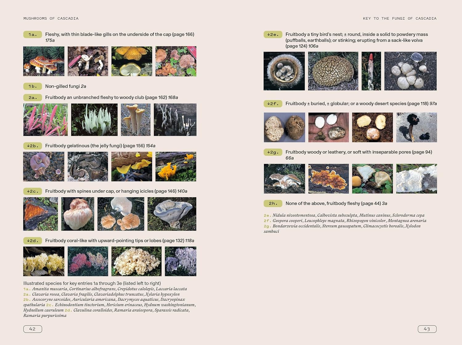 Mushrooms Of Cascadia, 2Nd Ed.: Illustrated Key To The Fungi Pnw by Beug. Michae 9781984863478_9