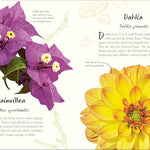 An Anthology Of Flowers by Dk 20 9798217133956_1_d9c8f8b6-c5e8-4b38-b9a4-af5714b5b629