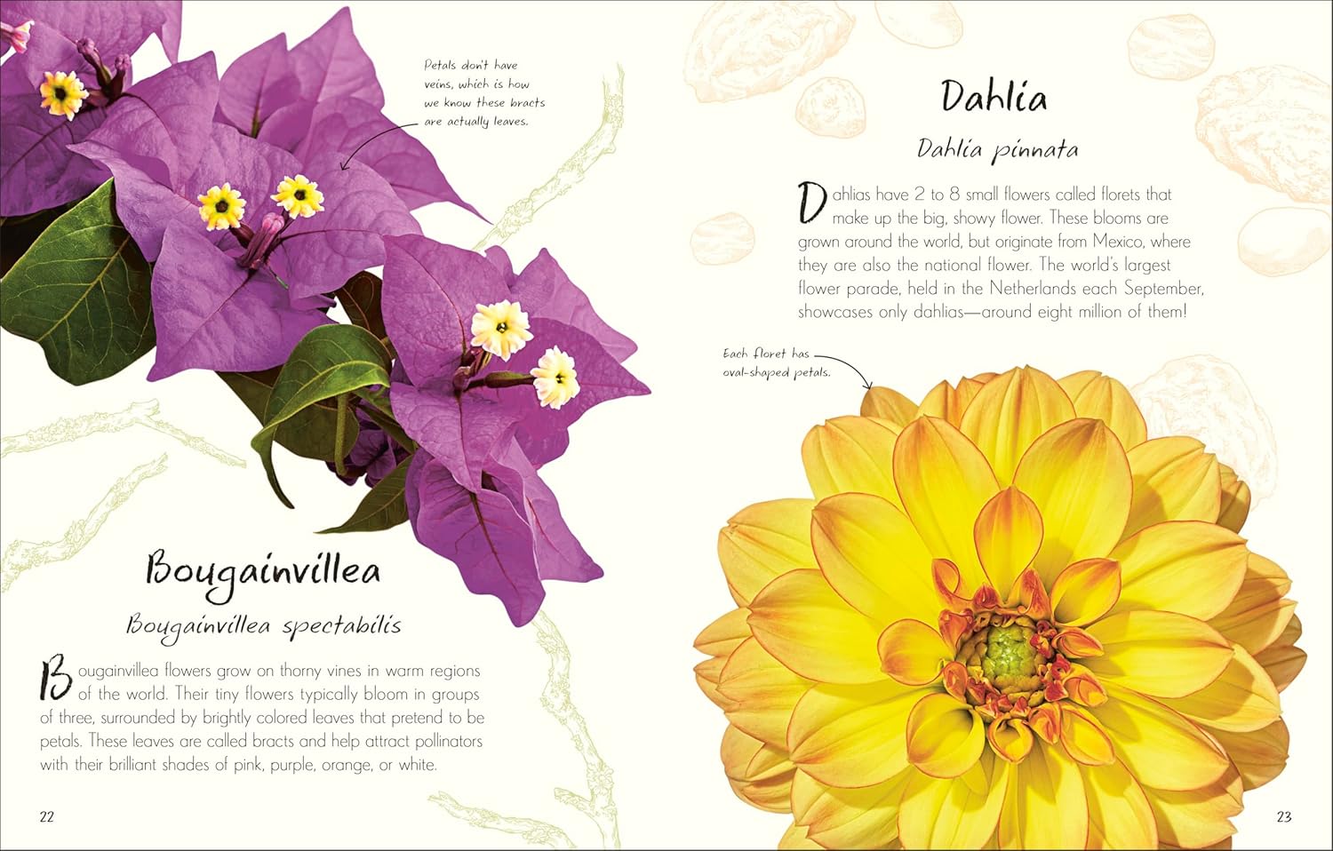 An Anthology Of Flowers by Dk 20 9798217133956_1_d9c8f8b6-c5e8-4b38-b9a4-af5714b5b629