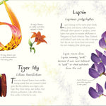 An Anthology Of Flowers by Dk 20 9798217133956_2