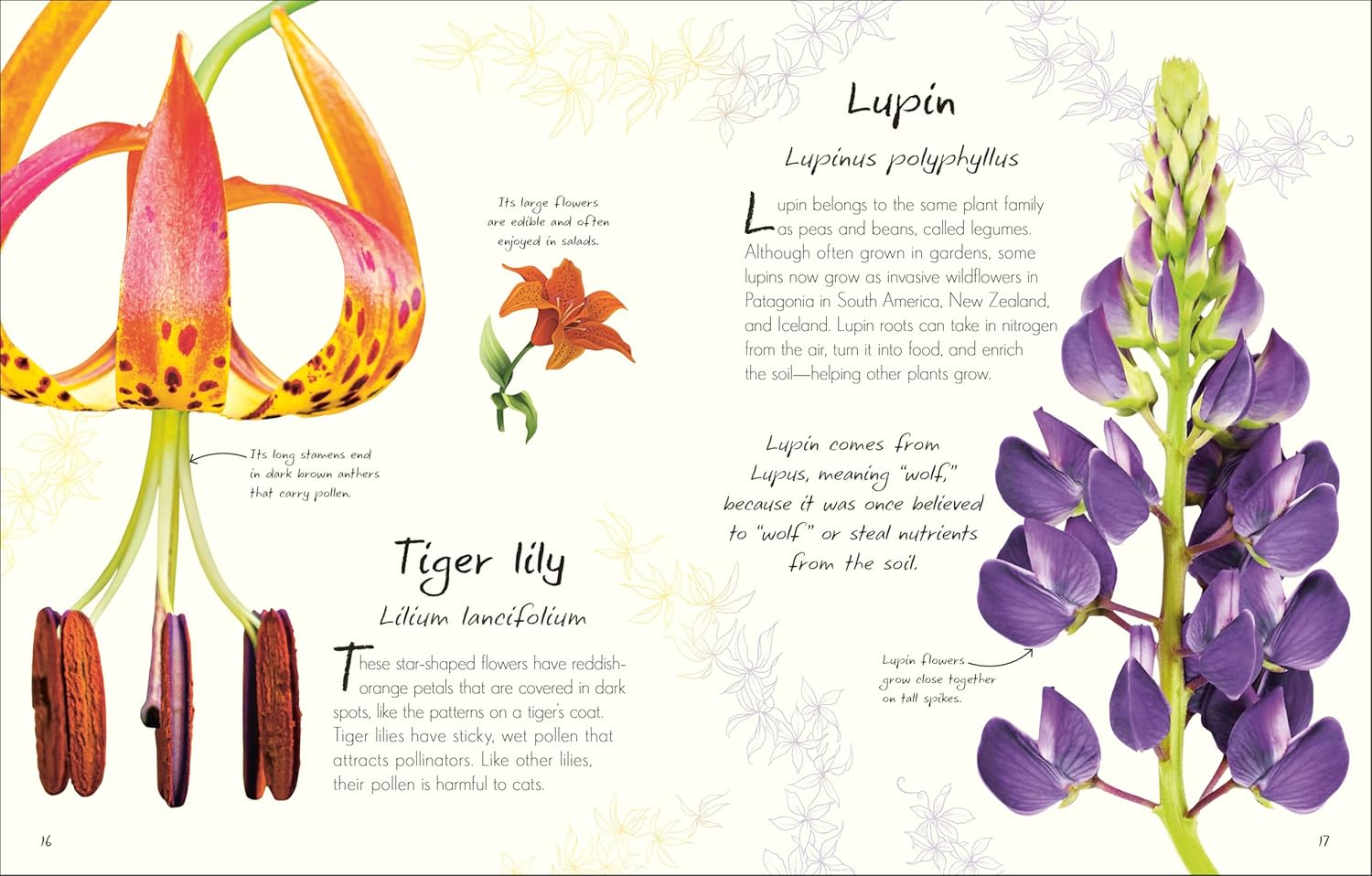 An Anthology Of Flowers by Dk 20 9798217133956_2