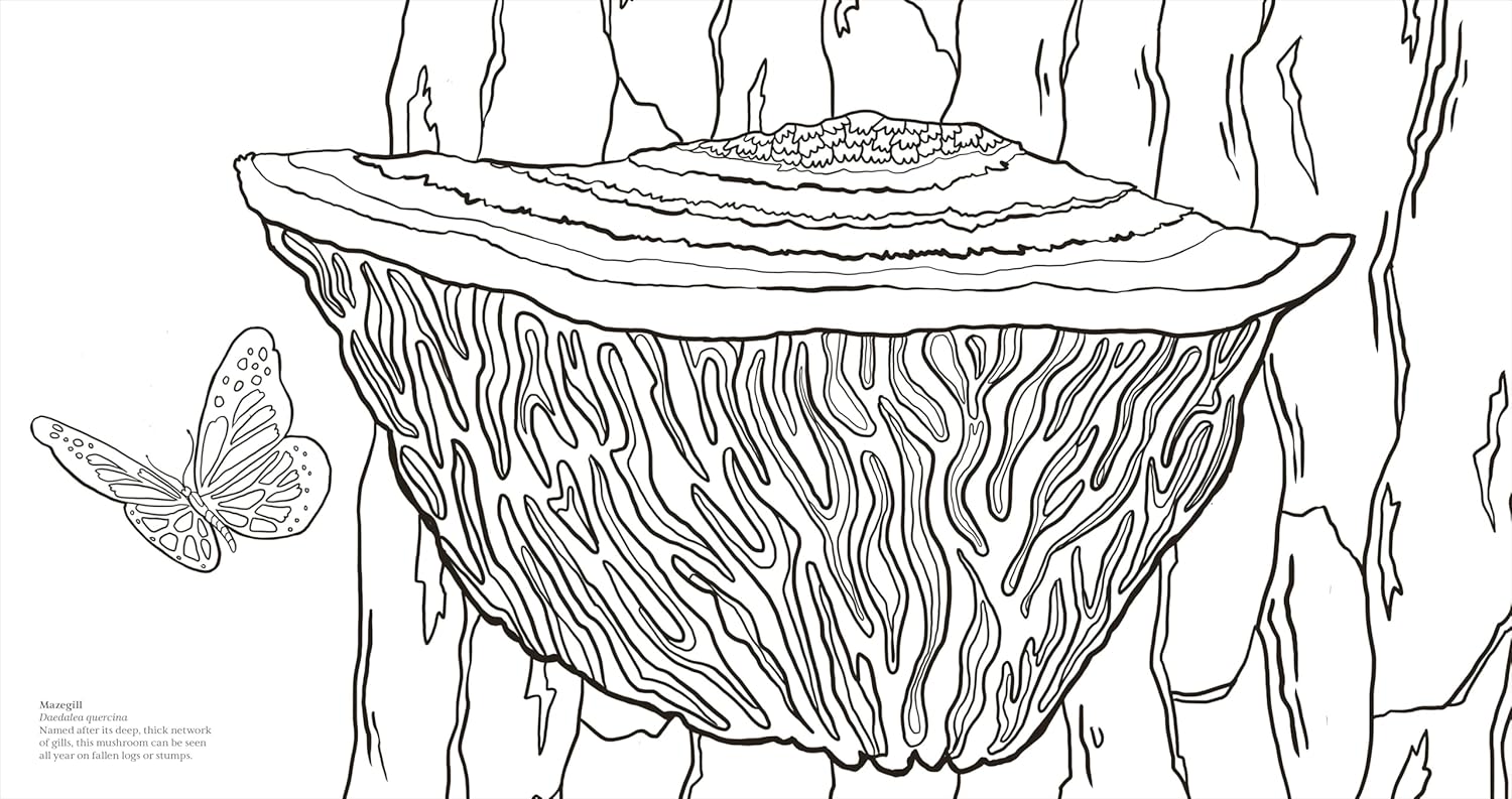 Facinating Fungi: Over 75 Mushroom Wonders To Color by Dk 9798217137756_3