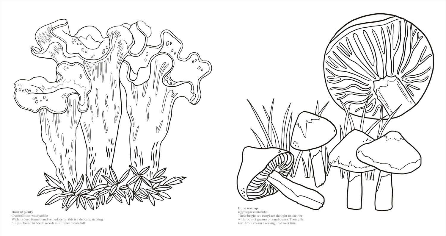 Facinating Fungi: Over 75 Mushroom Wonders To Color by Dk 9798217137756_4