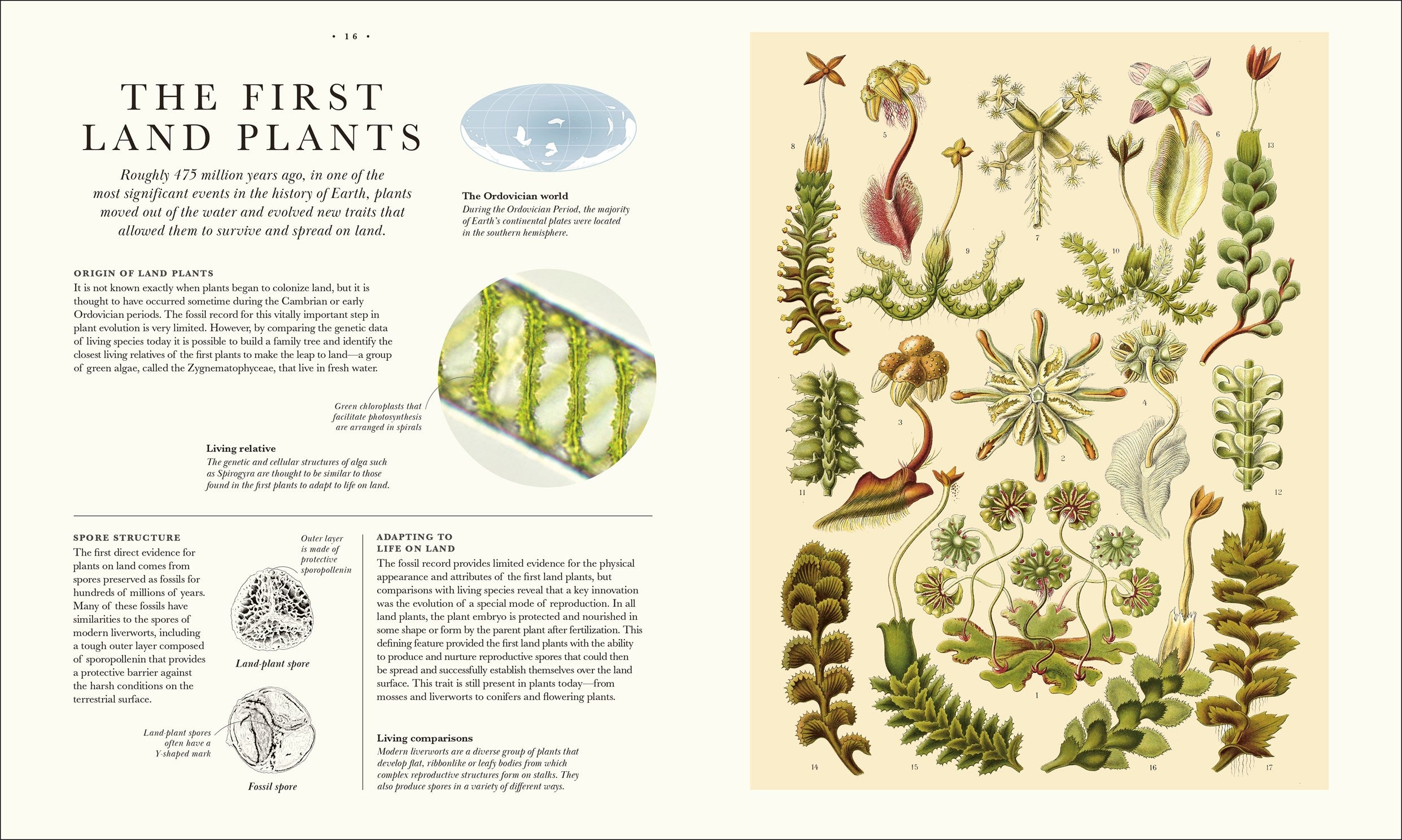 Atlas of Botany: An Exploration of Plants Across Time and Around the World by DK 20 9798217139453_3