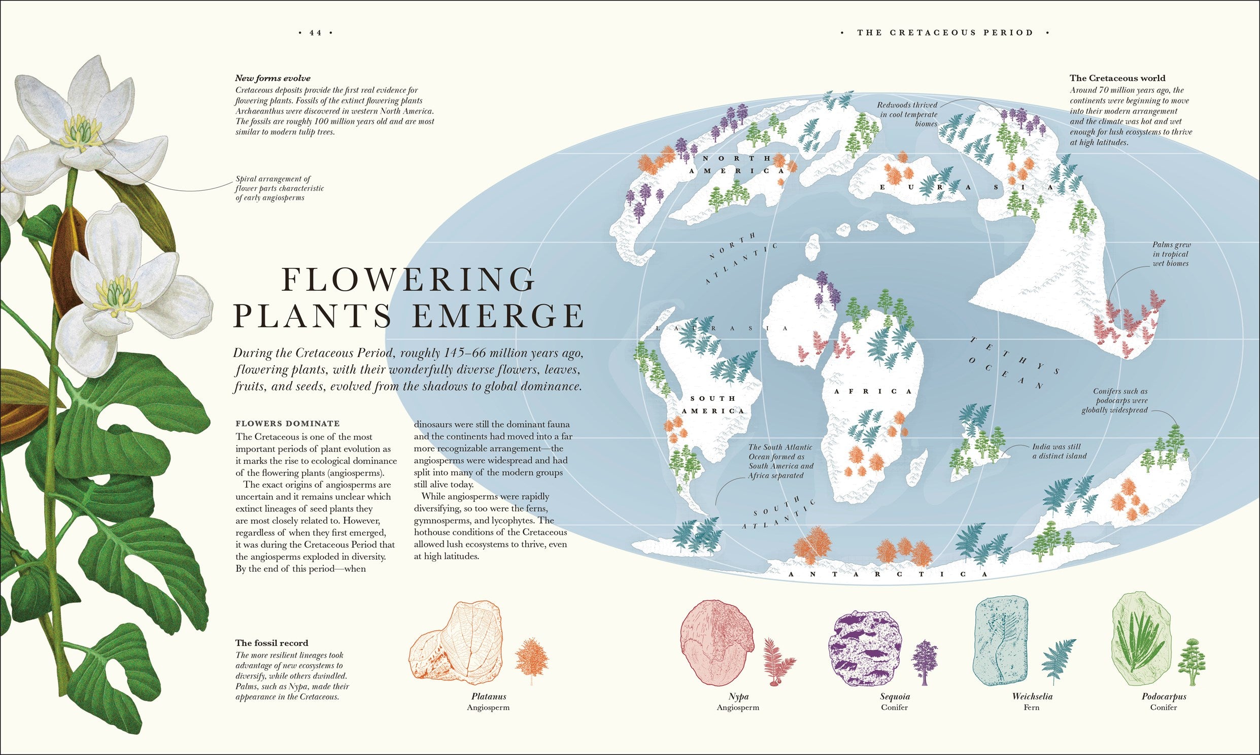 Atlas of Botany: An Exploration of Plants Across Time and Around the World by DK 20 9798217139453_4