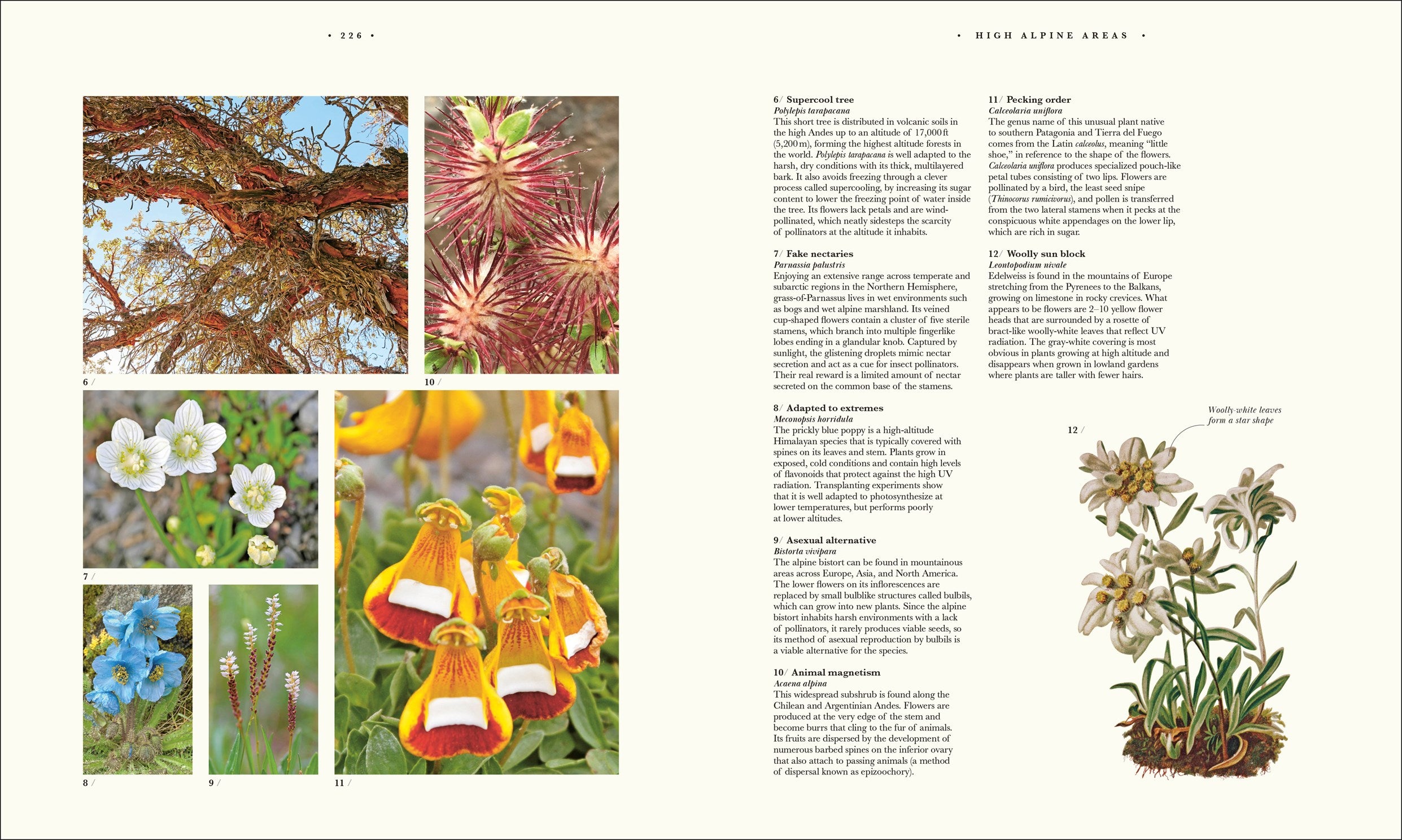 Atlas of Botany: An Exploration of Plants Across Time and Around the World by DK 20 9798217139453_6