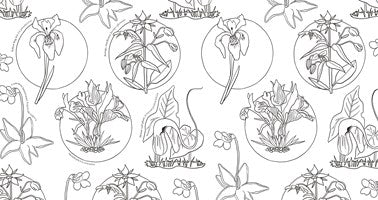 Wolderful Wildflowers Coloring Book by Dk 20 9798217306596_1