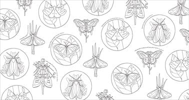 Extroidinary Insects Coloring Book by Dk 20 9798217306602_1