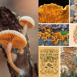 Cut & Collage Mushrooms Fungi 9798887621487_2