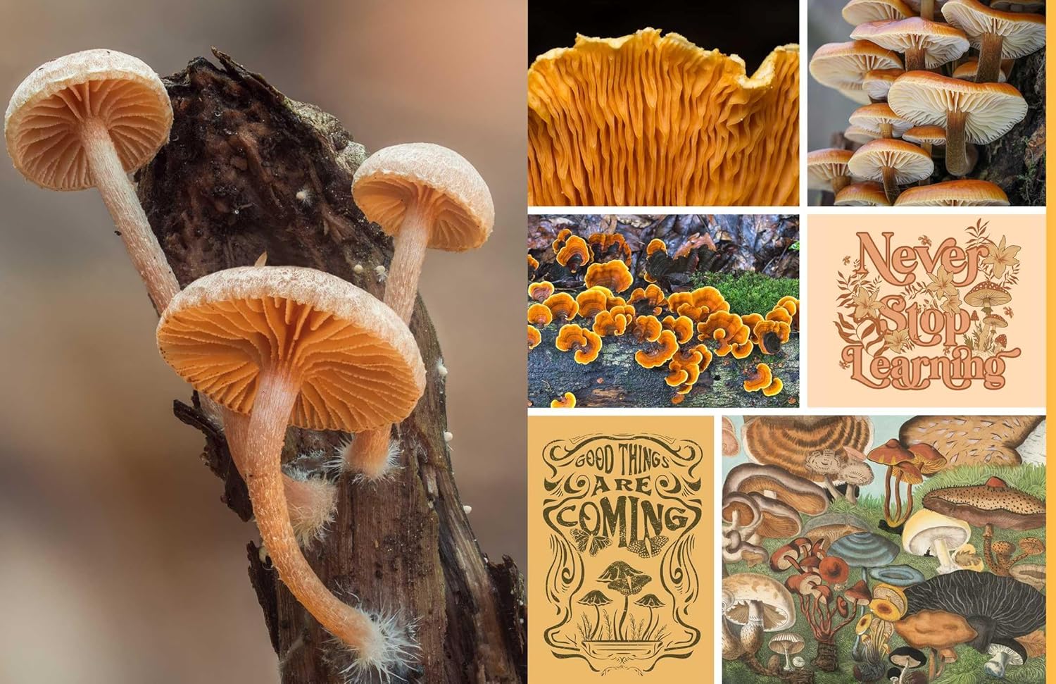 Cut & Collage Mushrooms Fungi 9798887621487_2