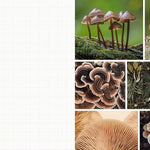 Cut & Collage Mushrooms Fungi 9798887621487_4