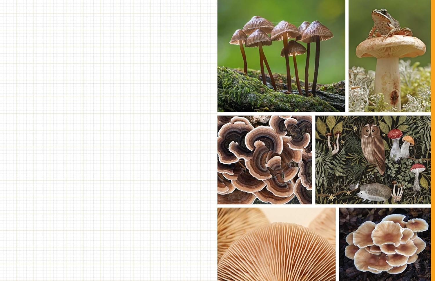Cut & Collage Mushrooms Fungi 9798887621487_4