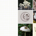 Cut & Collage Mushrooms Fungi 9798887621487_5