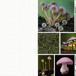 Cut & Collage Mushrooms Fungi 9798887621487_6