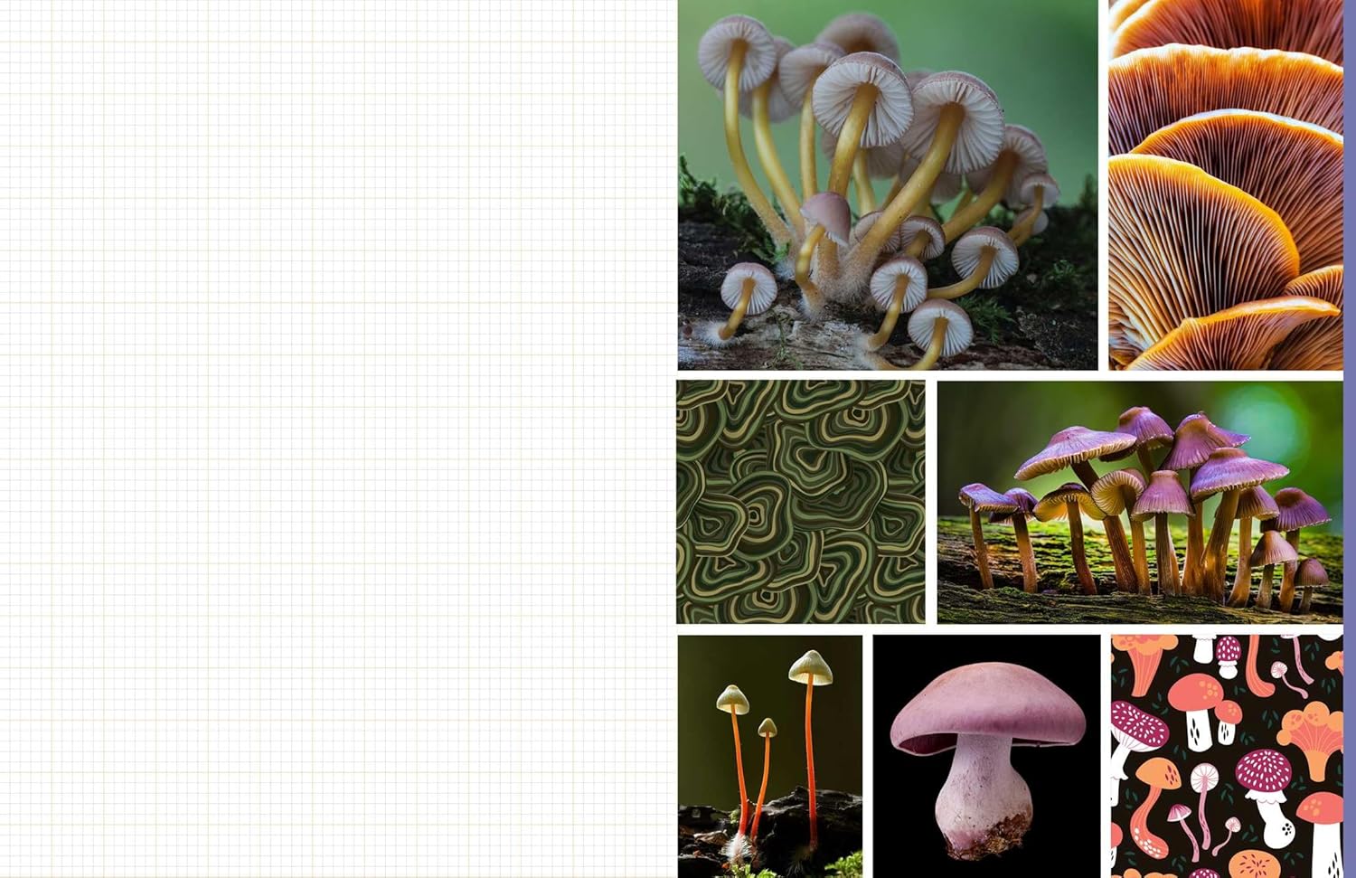 Cut & Collage Mushrooms Fungi 9798887621487_6