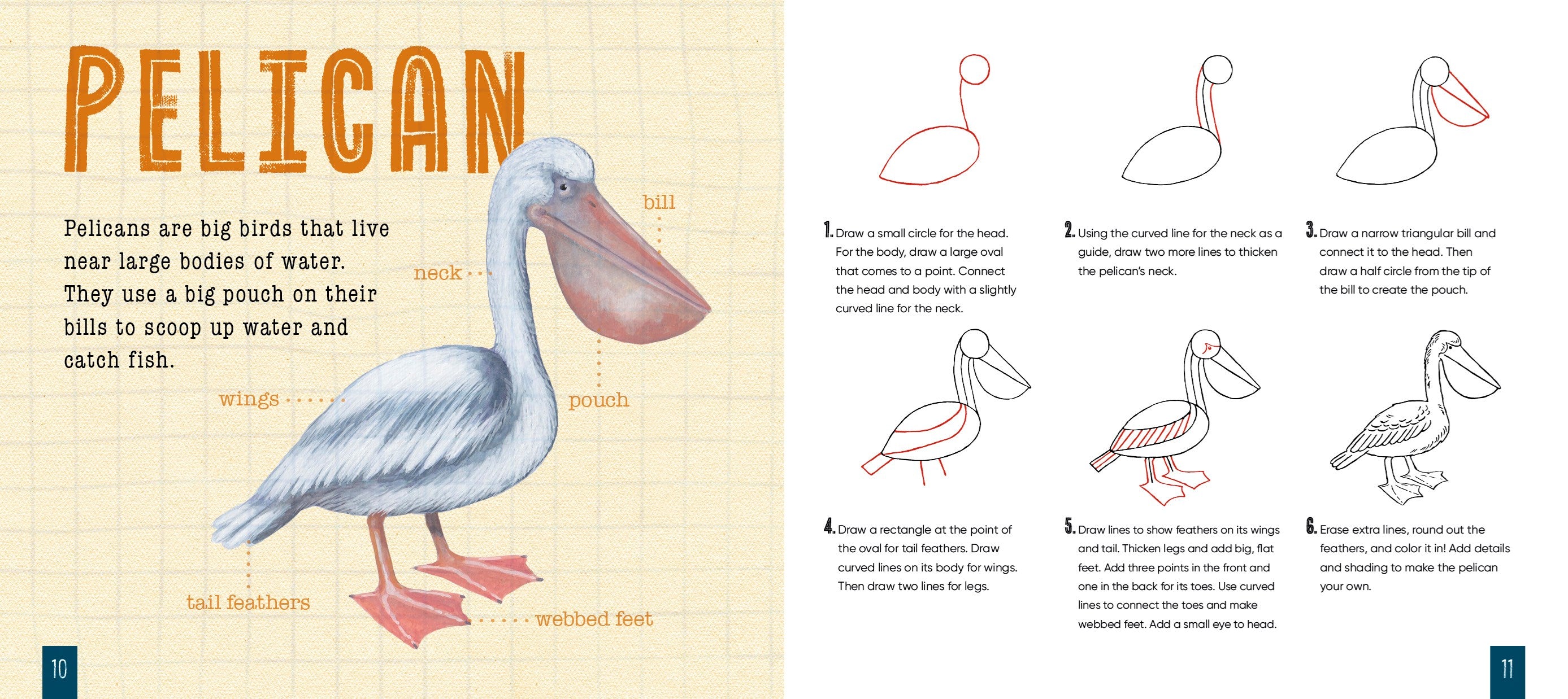 How to Draw Birds by Hood. Sara; Illustrated by Spenceley. Annabel