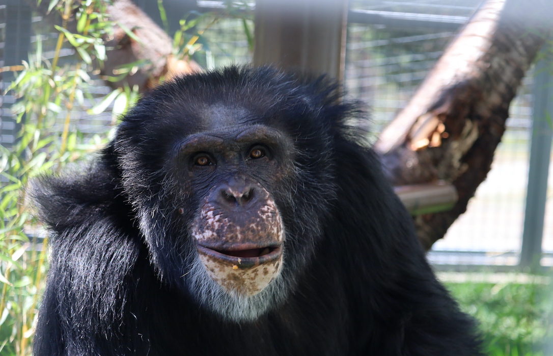 Chimpanzee Sanctuary NW Donation - Help Us Pay For Our Supplies! AD-20198_1