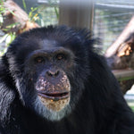 Chimpanzee Sanctuary NW Donation - Help Us Pay For Our Supplies! AD-20198_1