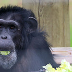 Chimpanzee Sanctuary NW Donation - Help Us Pay For Our Supplies! AD-20198_10