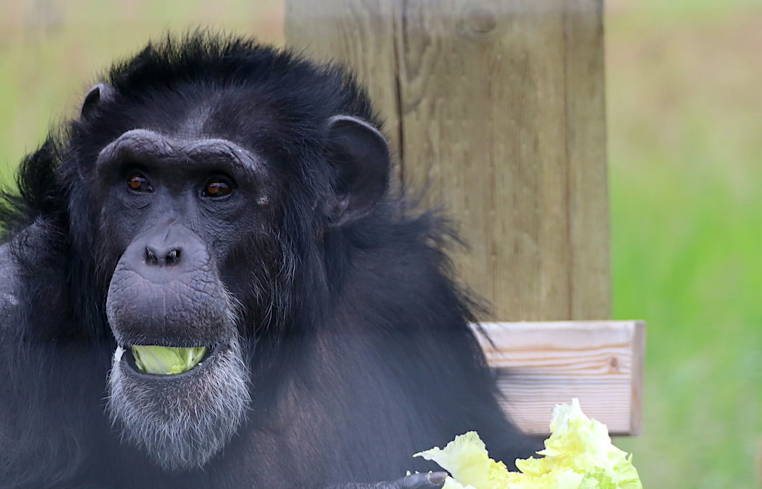 Chimpanzee Sanctuary NW Donation - Help Us Pay For Our Supplies! AD-20198_10