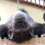 Chimpanzee Sanctuary NW Donation - Help Us Pay For Our Supplies! AD-20198_11