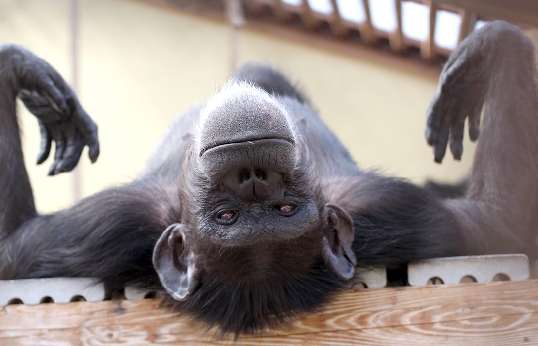 Chimpanzee Sanctuary NW Donation - Help Us Pay For Our Supplies! AD-20198_11