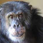 Chimpanzee Sanctuary NW Donation - Help Us Pay For Our Supplies! AD-20198_12