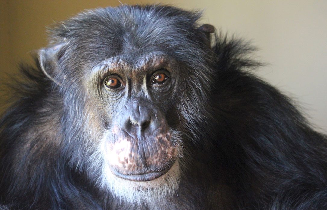 Chimpanzee Sanctuary NW Donation - Help Us Pay For Our Supplies! AD-20198_12