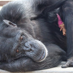 Chimpanzee Sanctuary NW Donation - Help Us Pay For Our Supplies! AD-20198_13