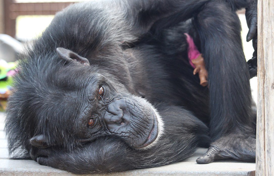 Chimpanzee Sanctuary NW Donation - Help Us Pay For Our Supplies! AD-20198_13