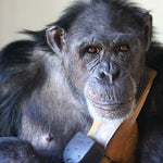 Chimpanzee Sanctuary NW Donation - Help Us Pay For Our Supplies! AD-20198_14