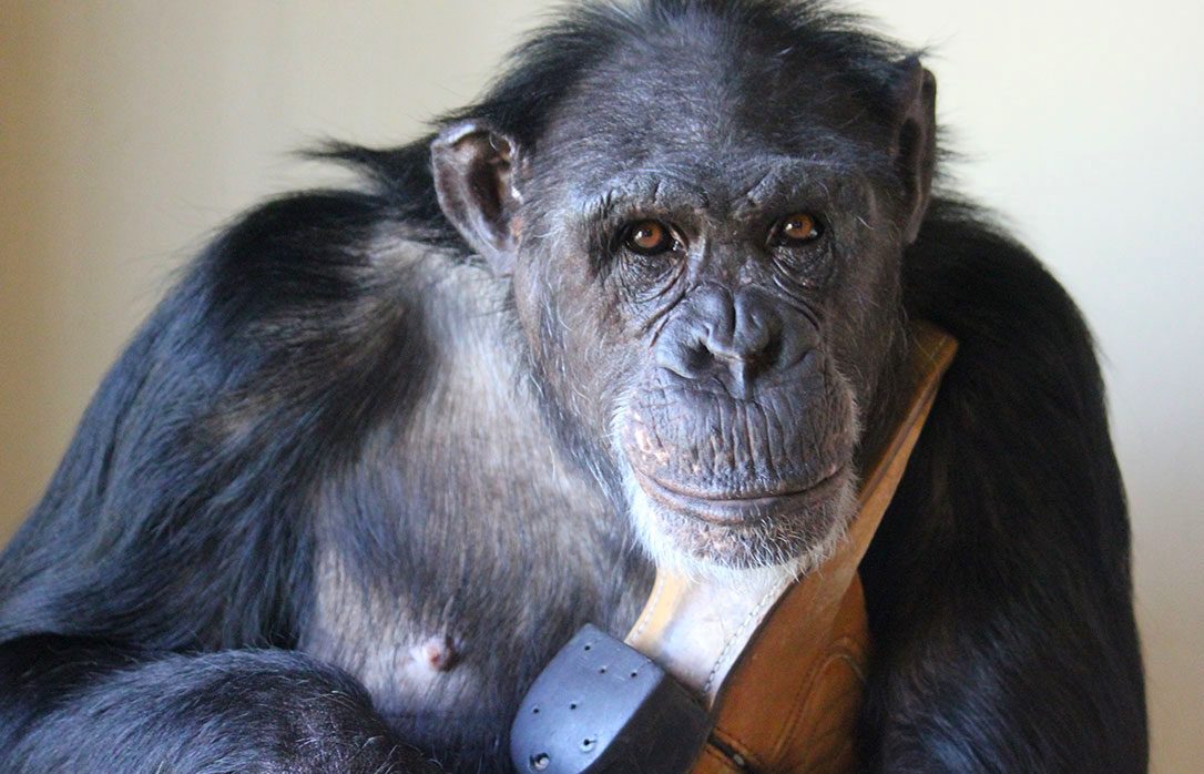 Chimpanzee Sanctuary NW Donation - Help Us Pay For Our Supplies! AD-20198_14