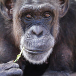 Chimpanzee Sanctuary NW Donation - Help Us Pay For Our Supplies! AD-20198_15