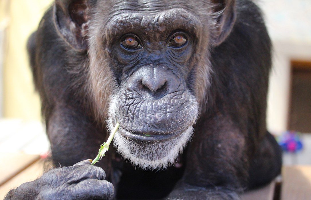 Chimpanzee Sanctuary NW Donation - Help Us Pay For Our Supplies! AD-20198_15