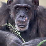Chimpanzee Sanctuary NW Donation - Help Us Pay For Our Supplies! AD-20198_16
