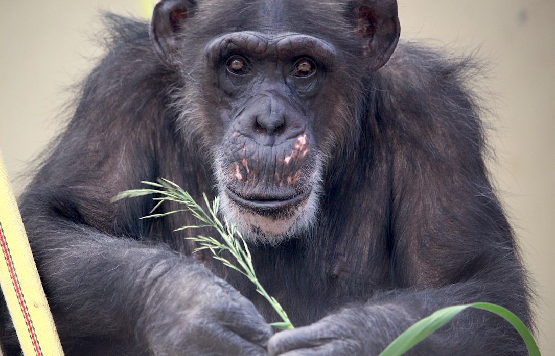 Chimpanzee Sanctuary NW Donation - Help Us Pay For Our Supplies! AD-20198_16