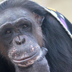 Chimpanzee Sanctuary NW Donation - Help Us Pay For Our Supplies! AD-20198_17