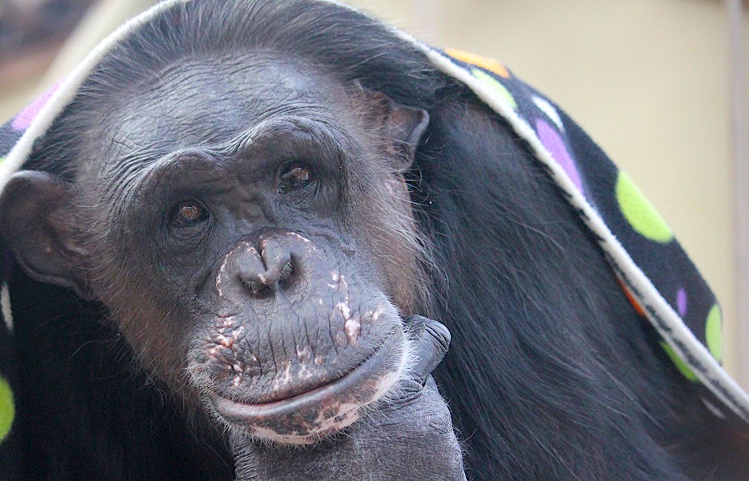 Chimpanzee Sanctuary NW Donation - Help Us Pay For Our Supplies! AD-20198_17