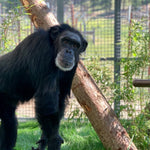 Chimpanzee Sanctuary NW Donation - Help Us Pay For Our Supplies! AD-20198_2