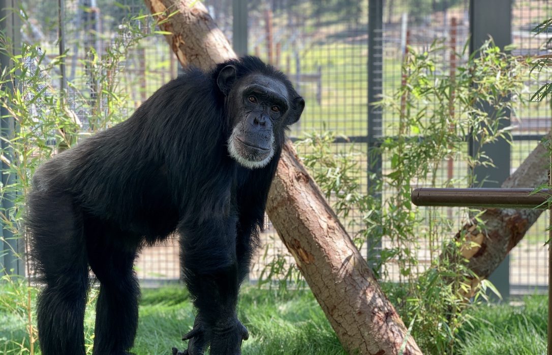 Chimpanzee Sanctuary NW Donation - Help Us Pay For Our Supplies! AD-20198_2