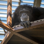 Chimpanzee Sanctuary NW Donation - Help Us Pay For Our Supplies! AD-20198_3