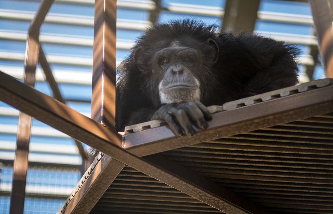 Chimpanzee Sanctuary NW Donation - Help Us Pay For Our Supplies! AD-20198_3