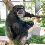 Chimpanzee Sanctuary NW Donation - Help Us Pay For Our Supplies! AD-20198_4