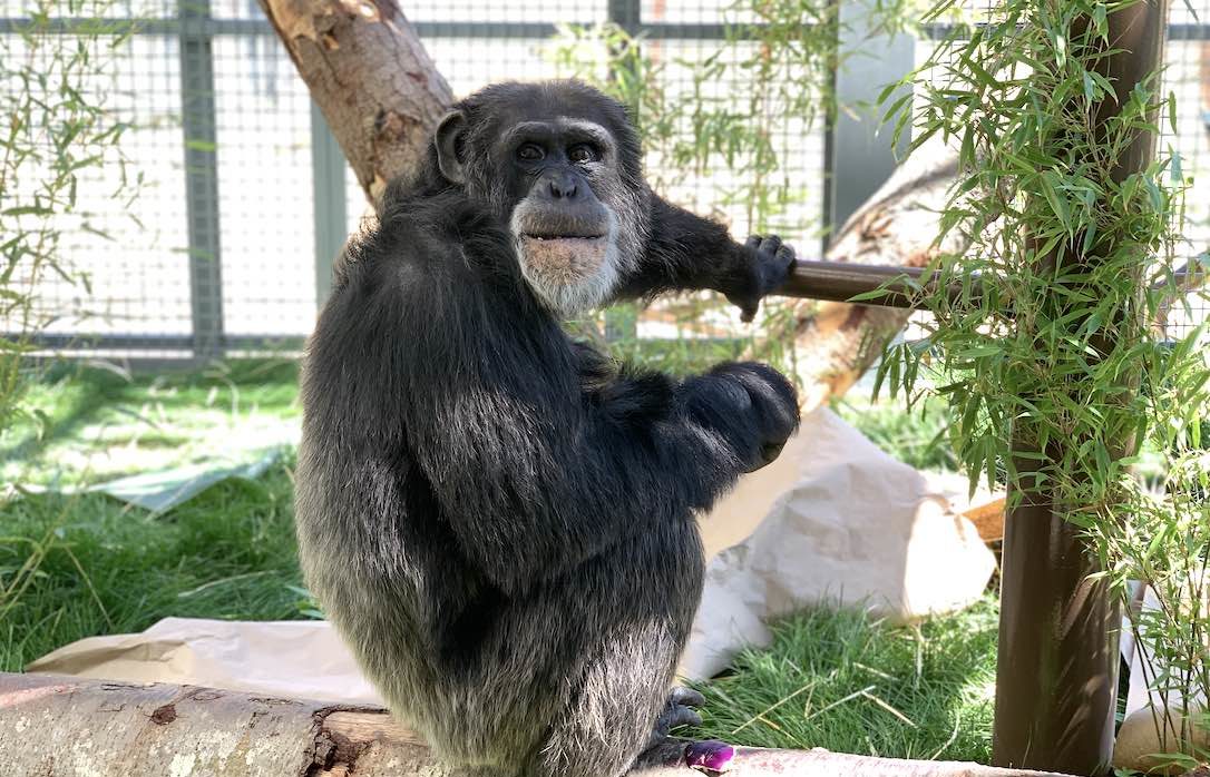Chimpanzee Sanctuary NW Donation - Help Us Pay For Our Supplies! AD-20198_4
