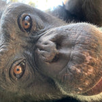 Chimpanzee Sanctuary NW Donation - Help Us Pay For Our Supplies! AD-20198_5