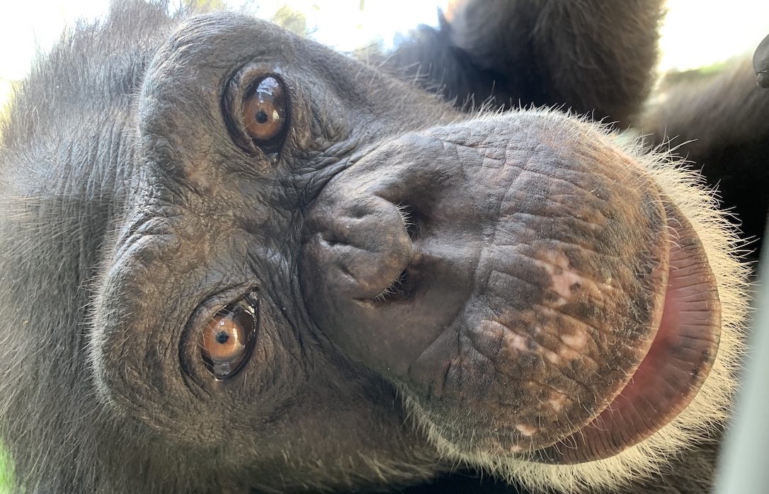 Chimpanzee Sanctuary NW Donation - Help Us Pay For Our Supplies! AD-20198_5