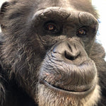 Chimpanzee Sanctuary NW Donation - Help Us Pay For Our Supplies! AD-20198_6